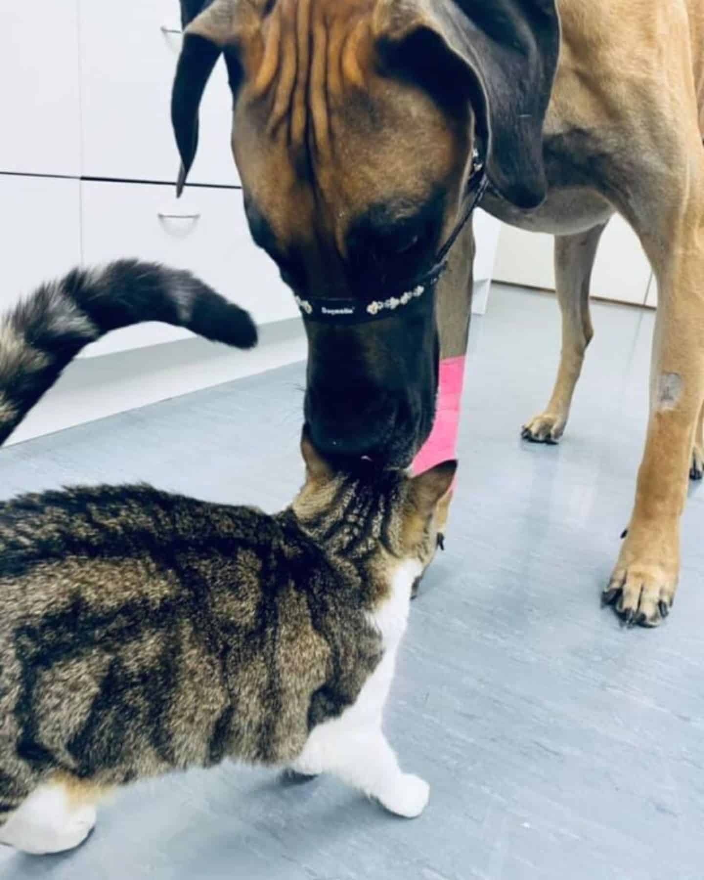 dog licking cat's head