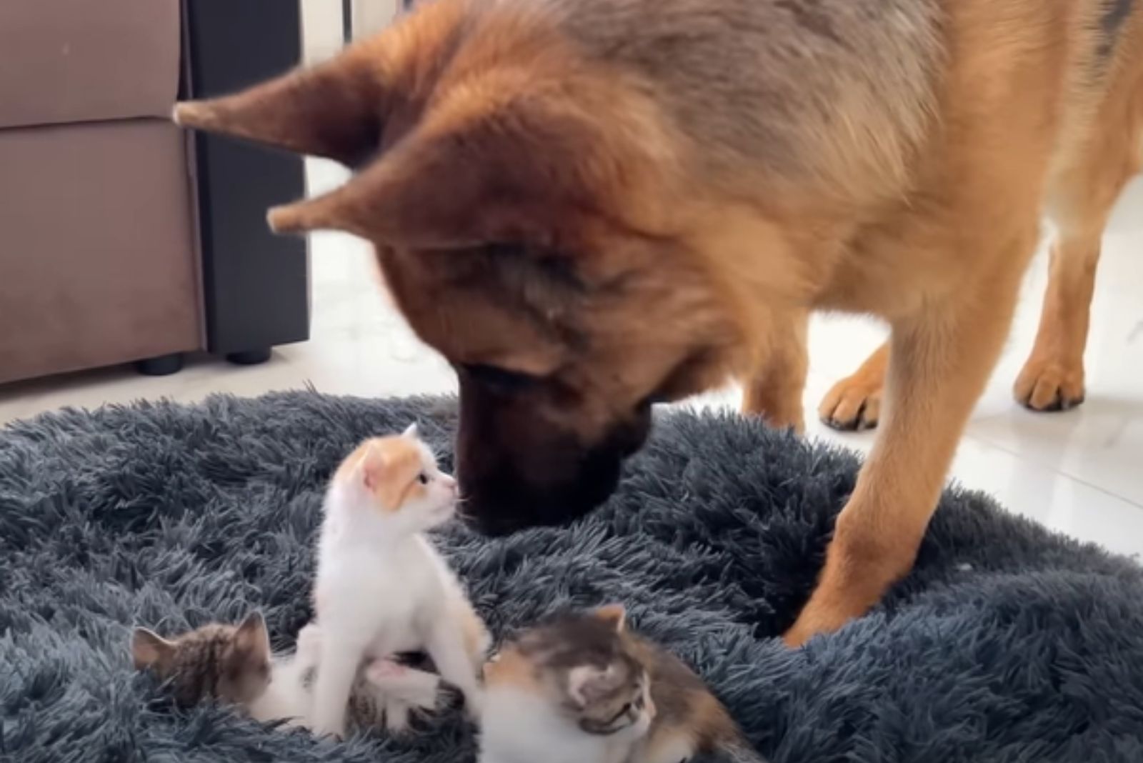 dog looking at kitten in his bed