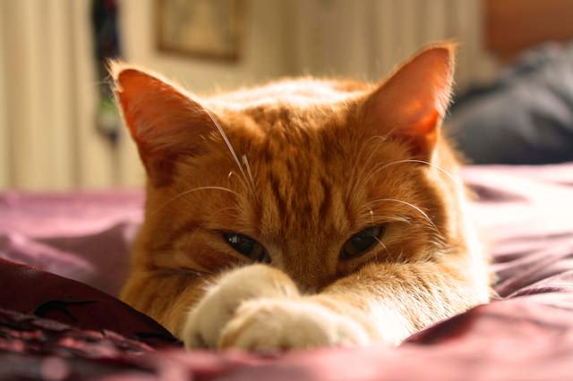 7 Fun Facts About Orange Tabby Cats