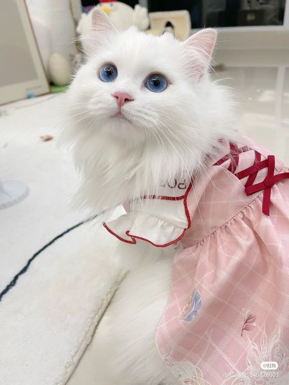 Discovering the Regal Charm of Ragdoll Cats.NgocChau