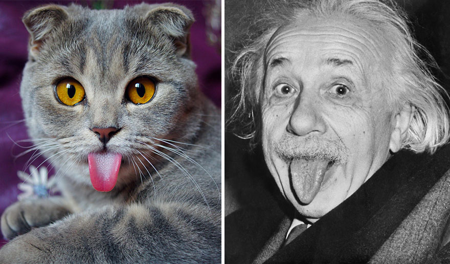 einstein-cat-melissa-alina-esther-14