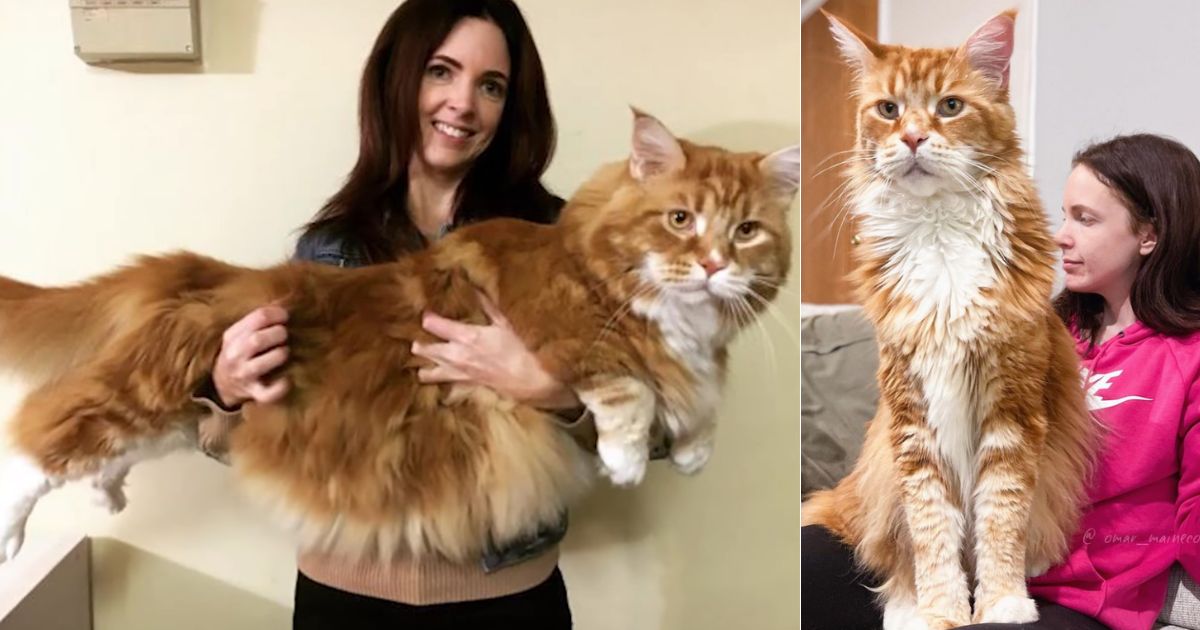 Couple adopts tiny kitten not knowing he’d grow up to be the world’s longest cat