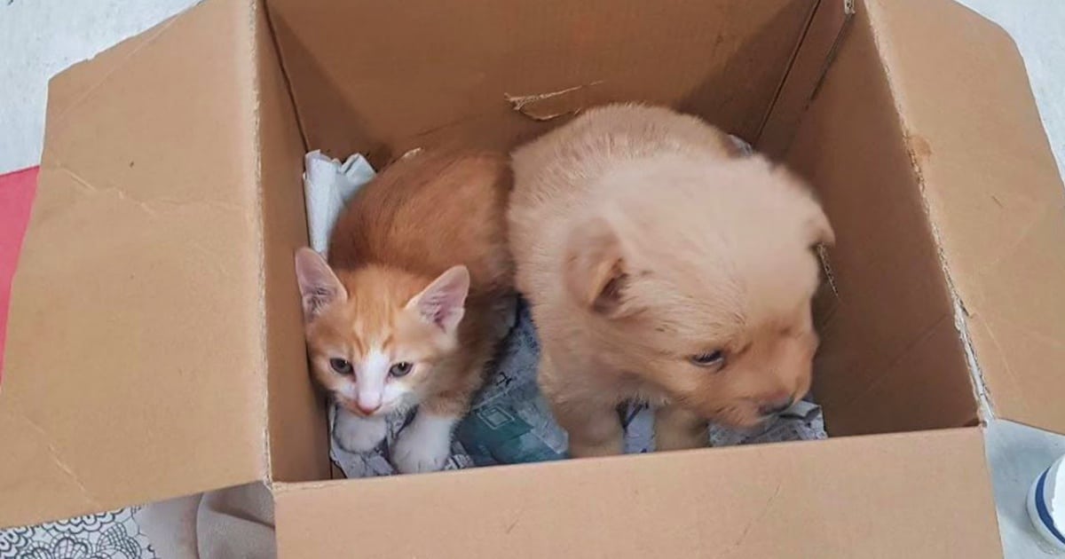 Ruthless Man Put His Puppy And Kitten In A Box And Walked Away