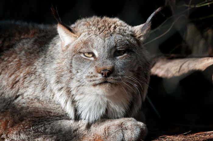 Encountering the Majestic Canada Lynx: Marveling at the Massive Paws Comparable to a Human Hand