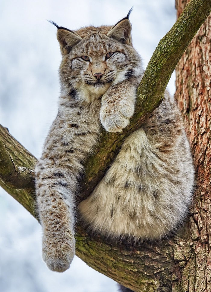 Meet The Canada Lynx Cat With Paws As Big As A Human Hand