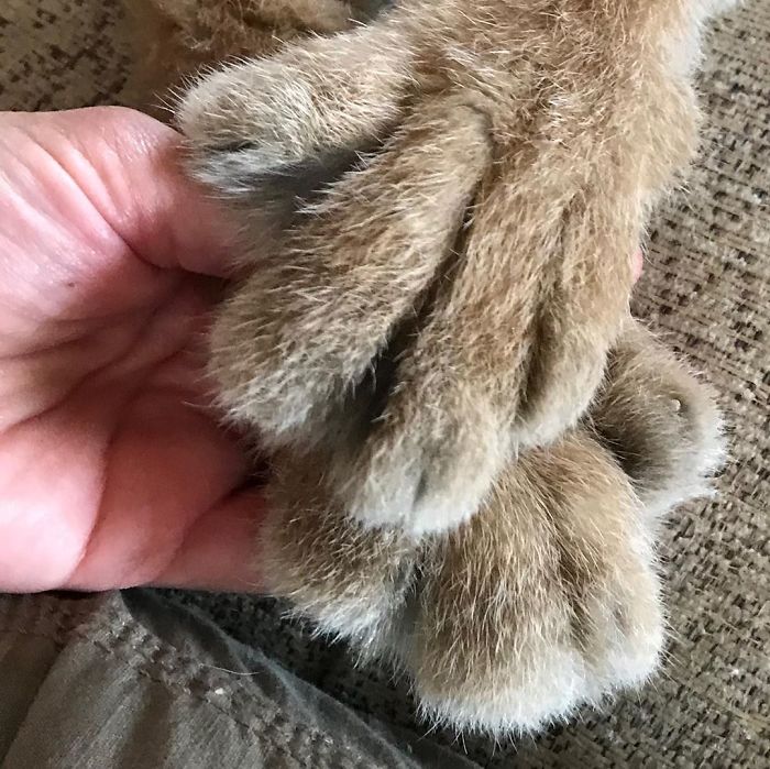 Meet The Canada Lynx Cat With Paws As Big As A Human Hand