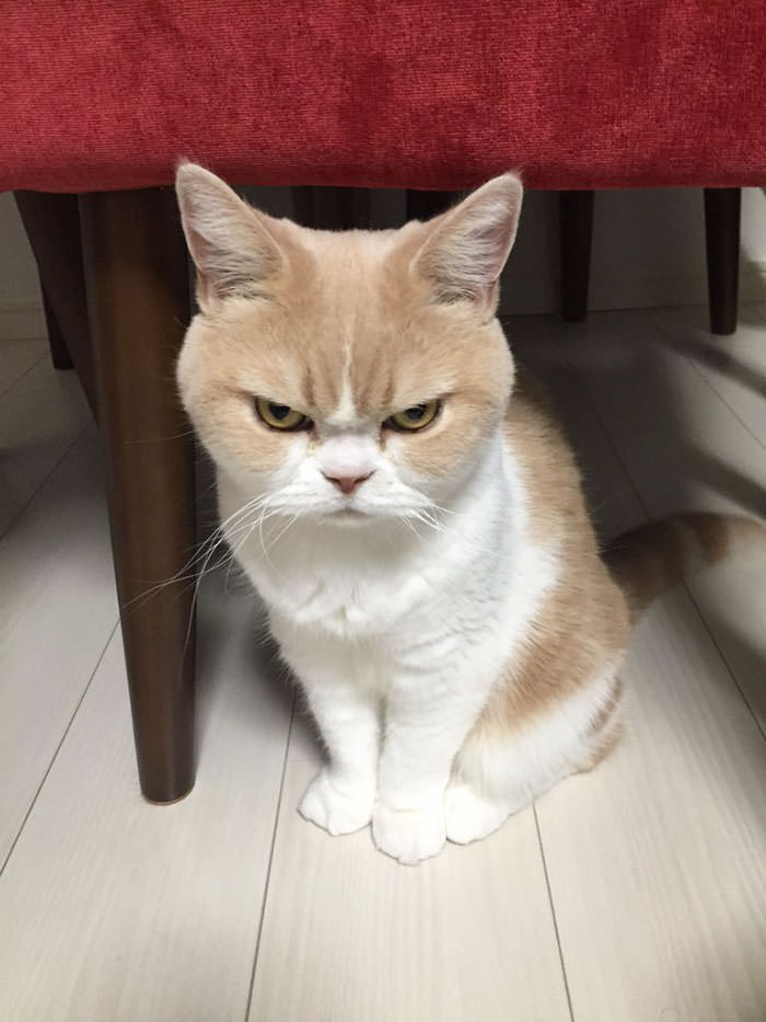 A Grumpy Cat From Japan