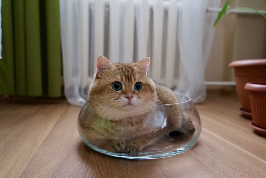 Hosico Cat