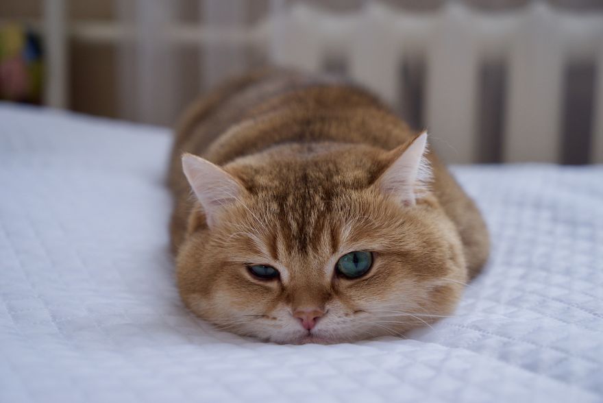 Hosico Cat