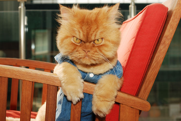 Meet Garfi, The World's Angriest Cat