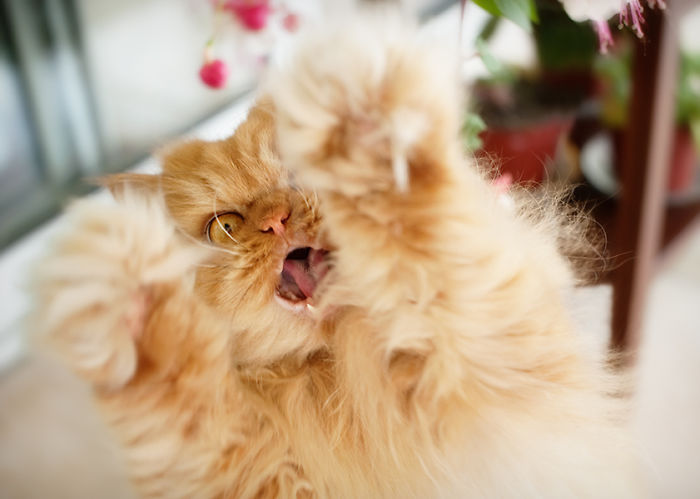 Meet Garfi, The World's Angriest Cat