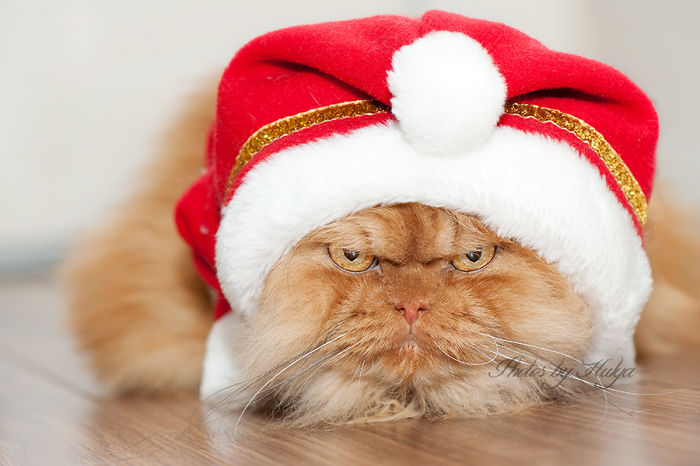 Meet Garfi, The World's Angriest Cat