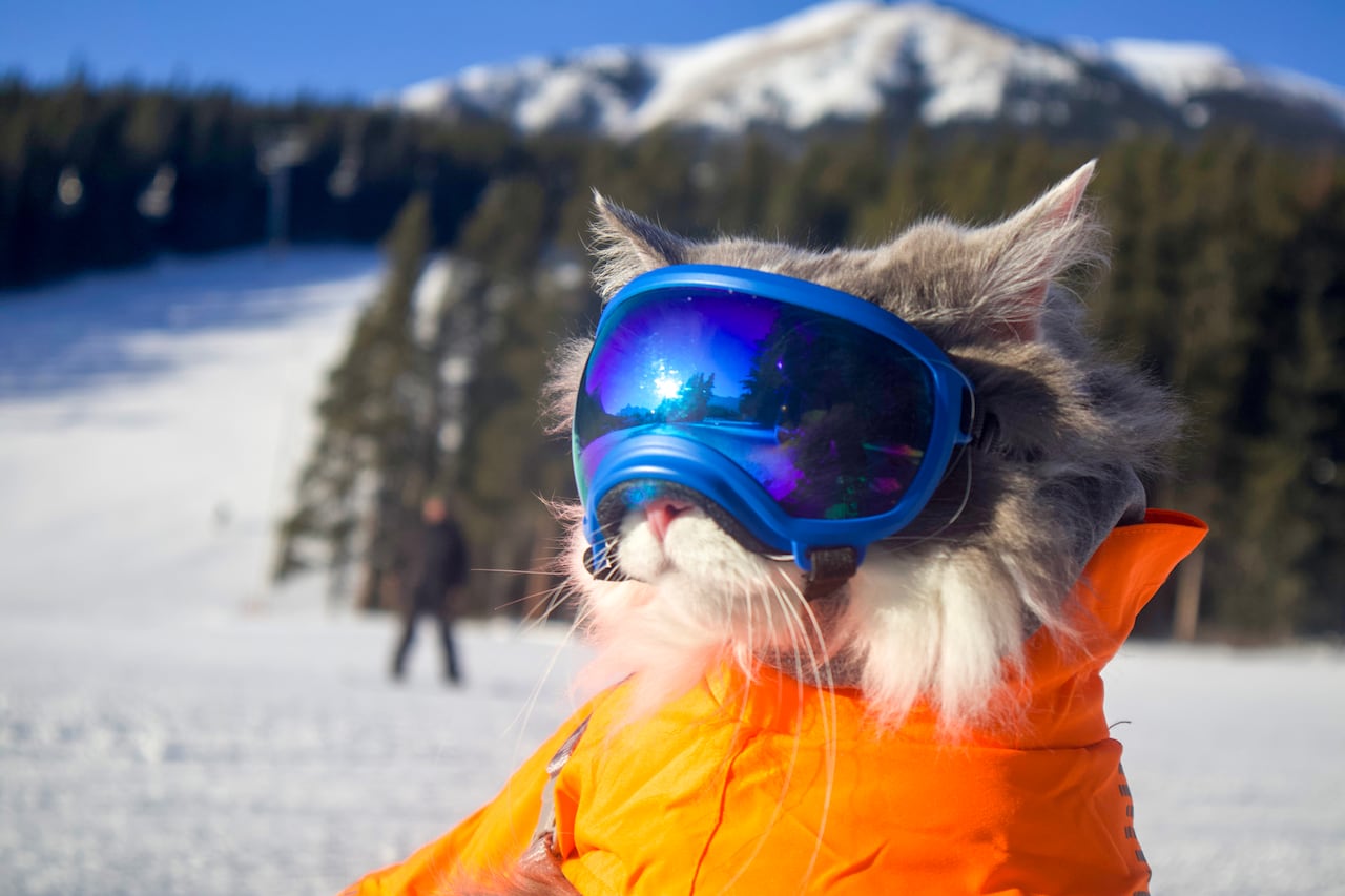 This Alberta cat loves to ski, paddle or 'meow-taineer' with his human |  CBC News