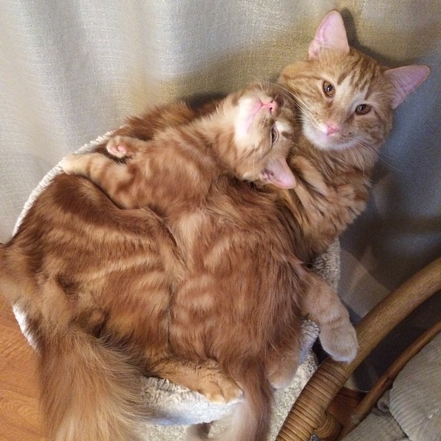 Cat Finds His Mini-Me, Decides To Adopt Him And Raise As His Own