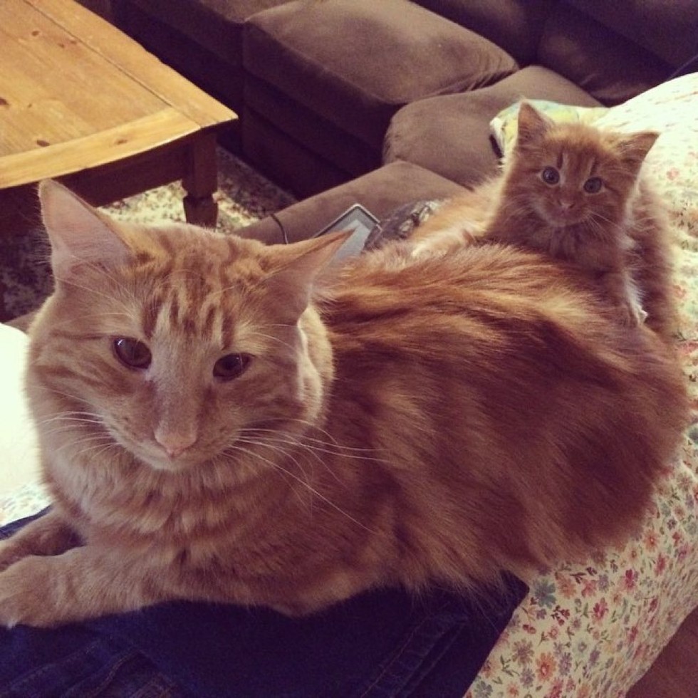 ginger-cat-adopts-mini-me-evin-minnie-50