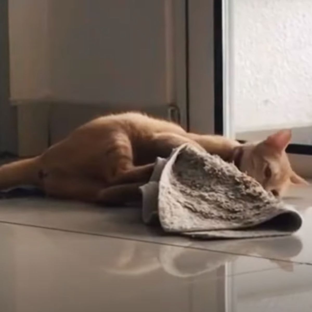 ginger cat laying on the tiles