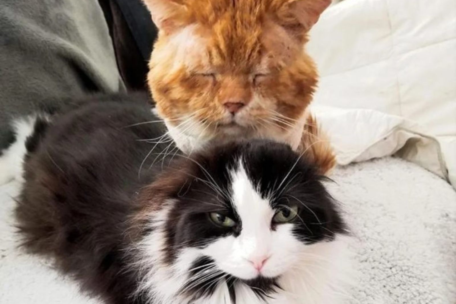 ginger cat sits on a black cat