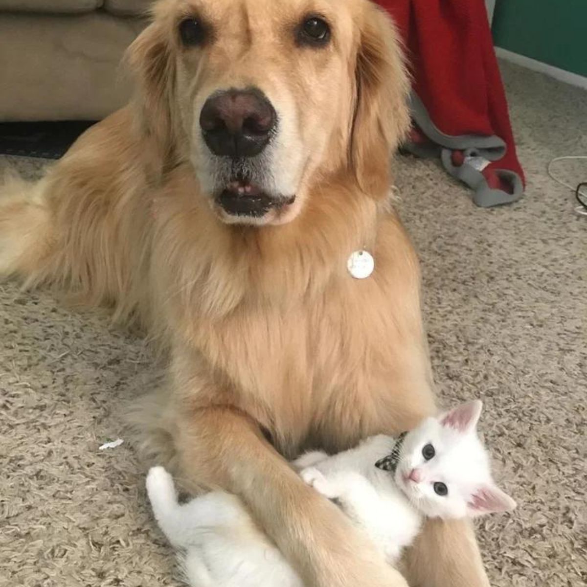 golden retriever with kitten