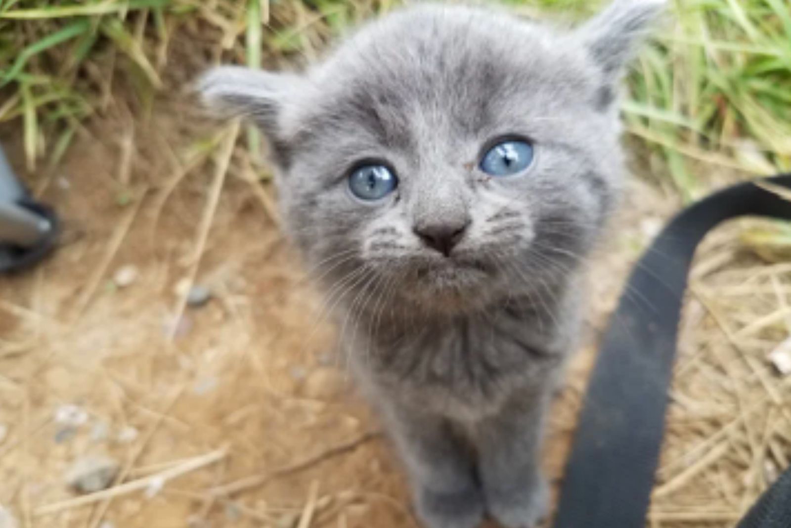 gray kitten with blue eyes