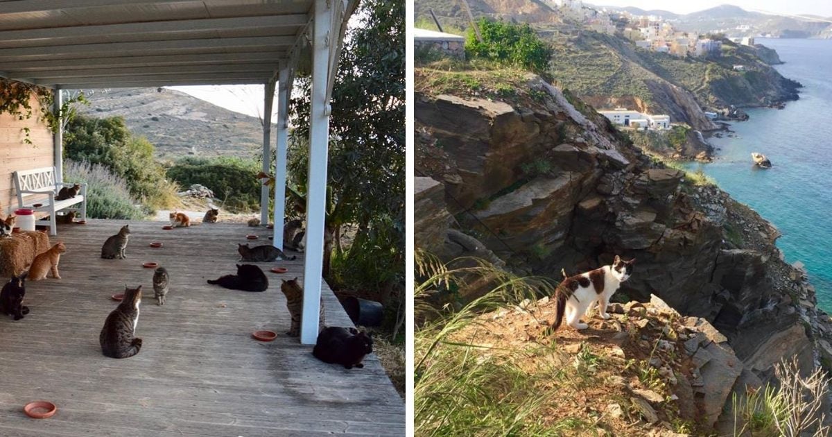 Cat sanctuary situated on a beautiful Greek island is looking for someone to care for 6 cats