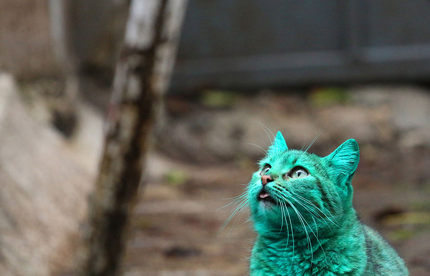 green-cat-varna-bulgaria-1