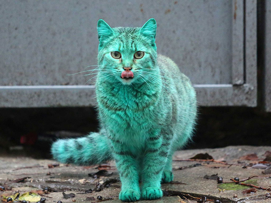 Meet the Unusual Green Stray Cat That’s Taking the Internet by Storm