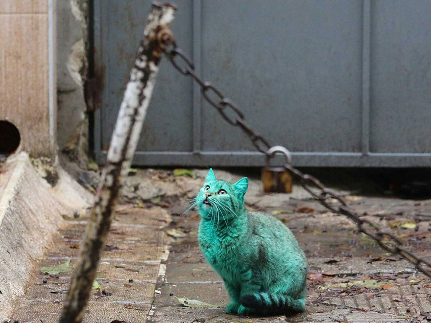 green-cat-varna-bulgaria-4