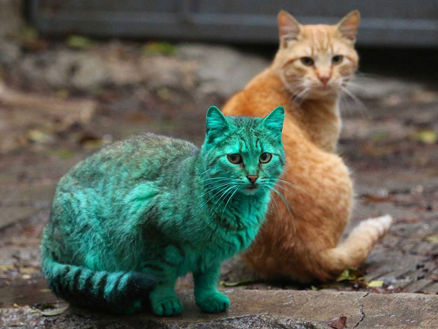 This Stray Cat Accidentally Turned Itself Green 