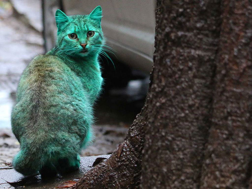 This Stray Cat Accidentally Turned Itself Green 