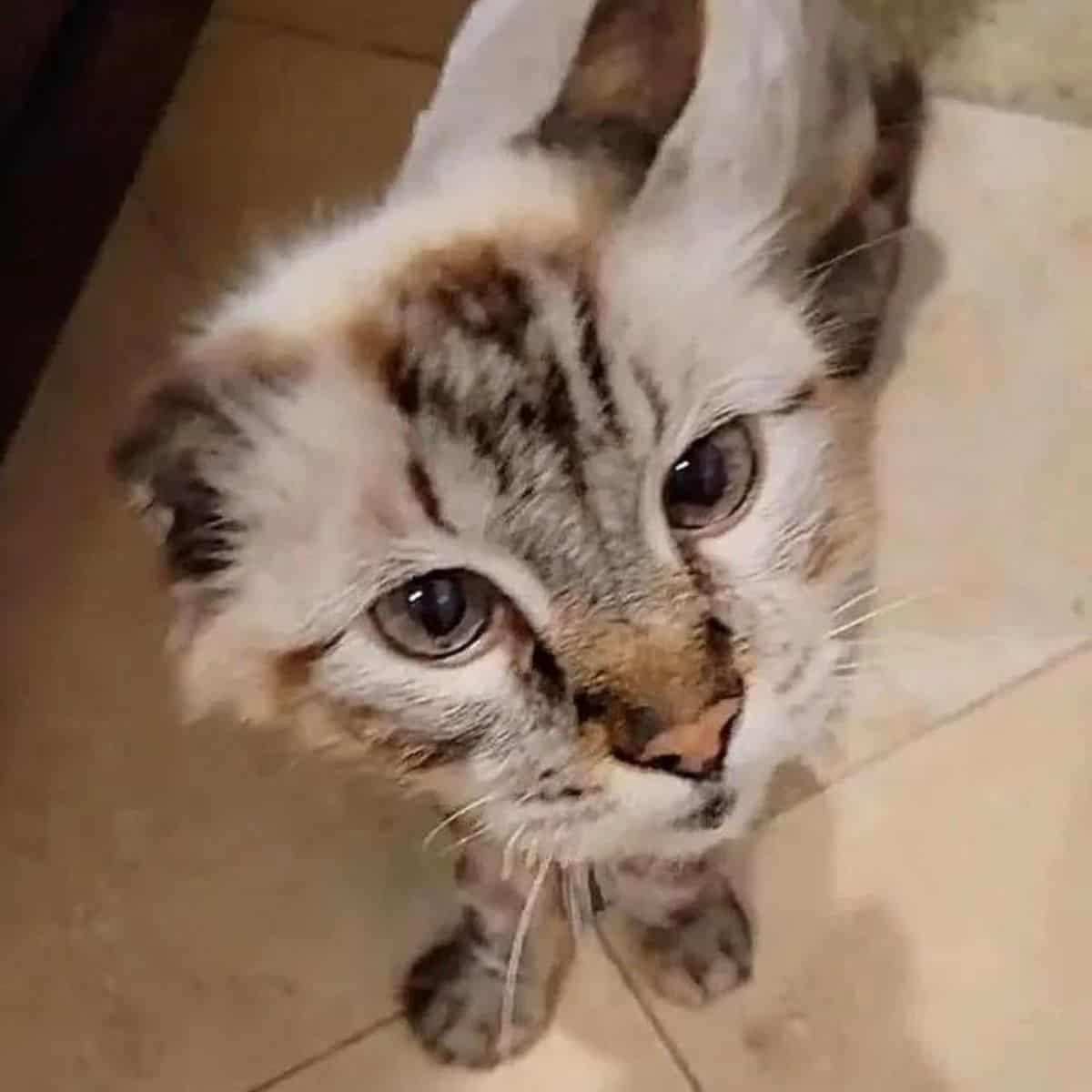 grey cat with one ear