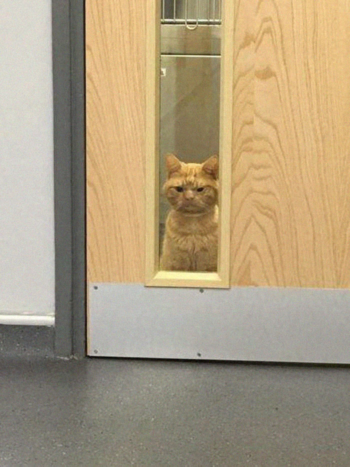 A Man Found The Grumpiest Cat Ever That Was Badly Injured In The Streets Of London