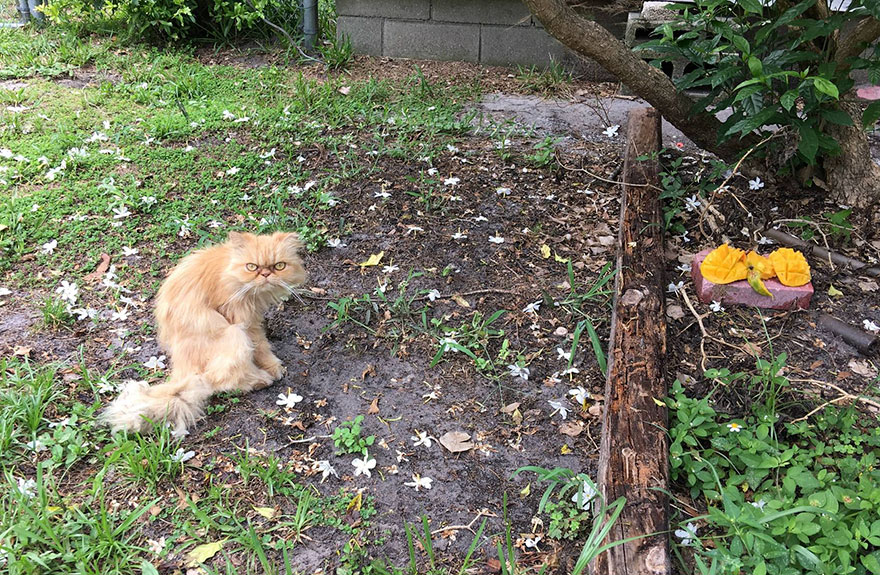 grumpy-cat-adopted-ginger-garfield-2