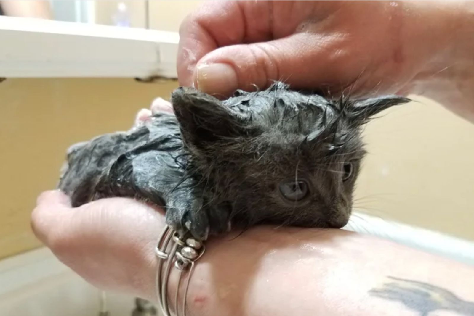 guy holding a kitten in a palm