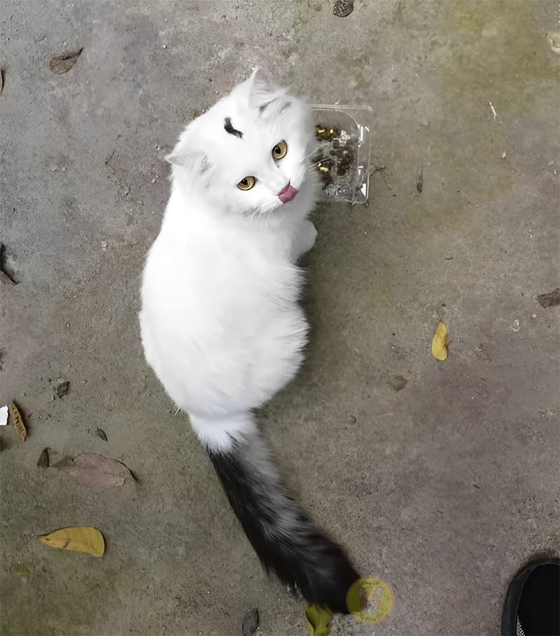 A cat like Sailor Moon helps the adopted girl overcome life events