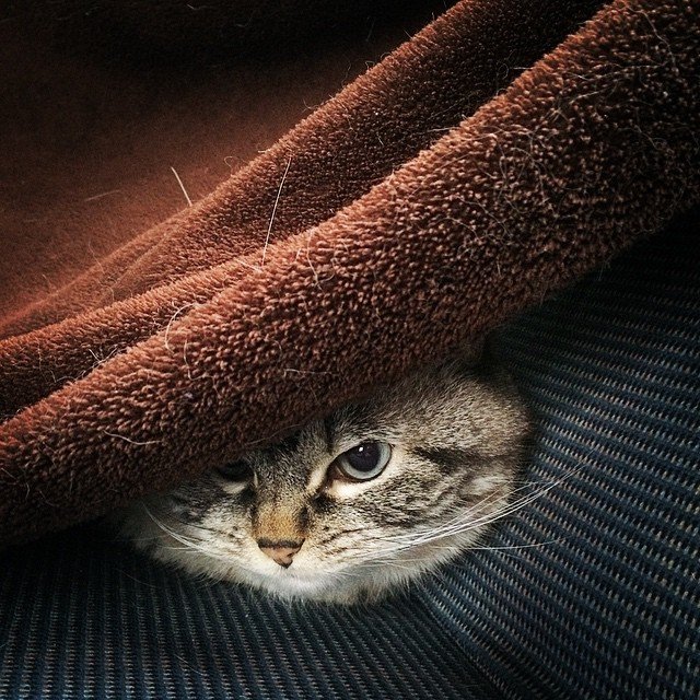 Meet Loki, The Cute Little Vampire Cat