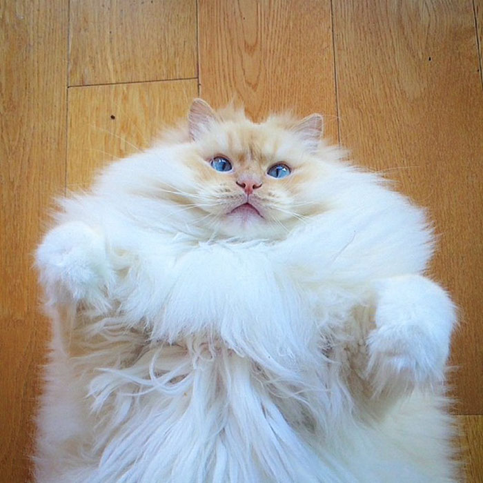 hairy-fluffy-cat-sky-the-ragdoll-6