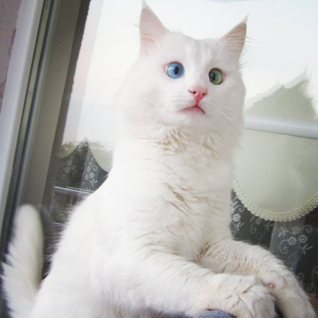 heterochromia-cat-cross-eyed-alos-1