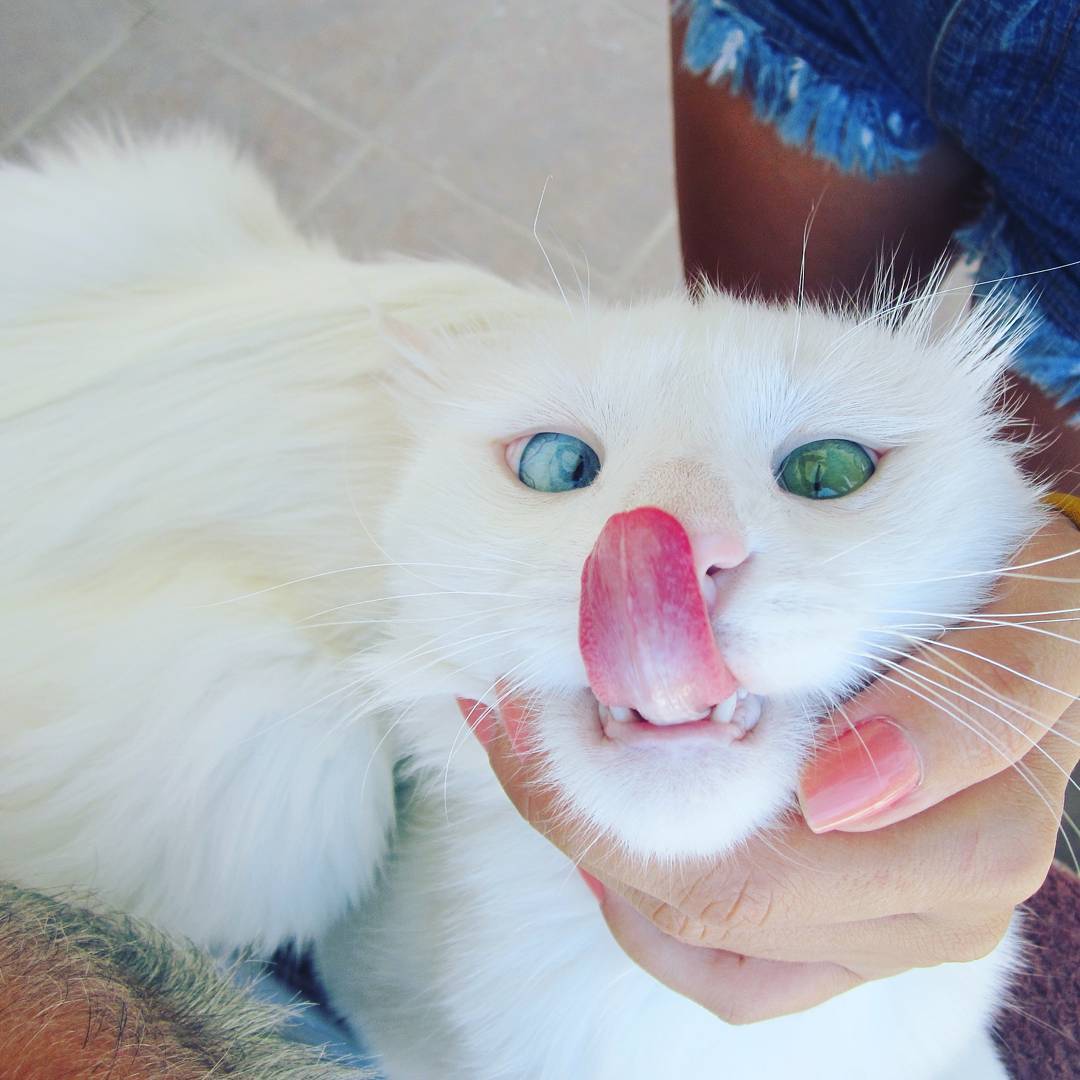 heterochromia-cat-cross-eyed-alos-22