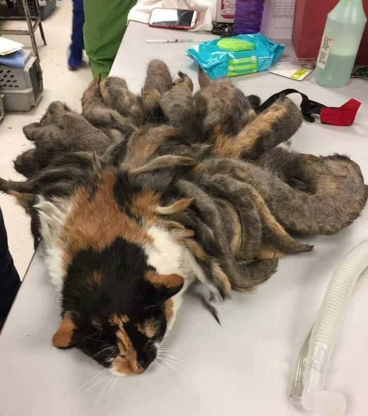 Shaved Off: A Neglected Cat With “Octopus” Matted Fur