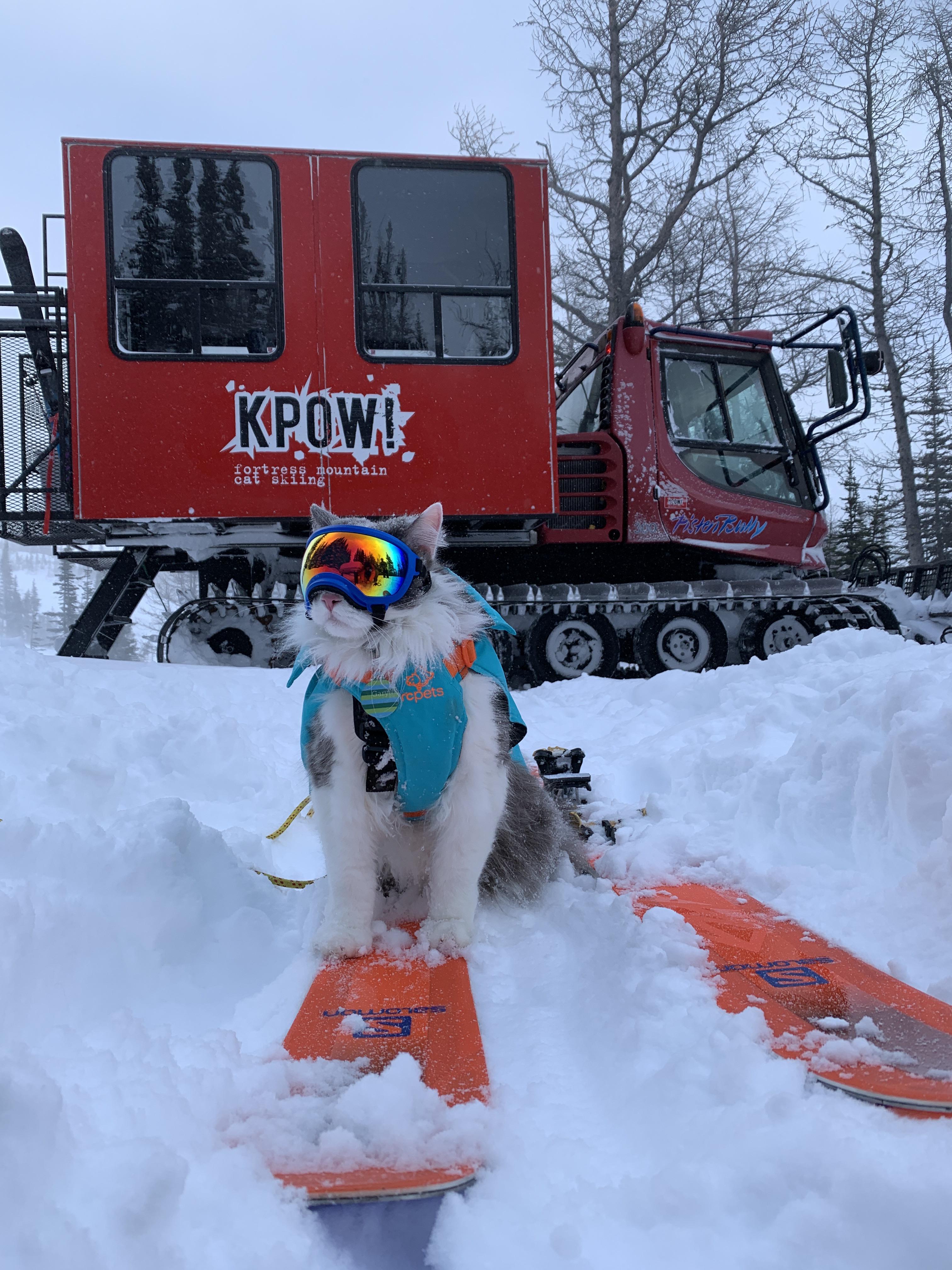 Gary has invented another meowtain sport: Cat Cat skiing! : r/Gary_The_Cat