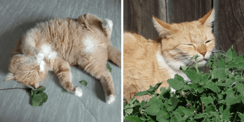 A Few Interesting Facts About Catnip