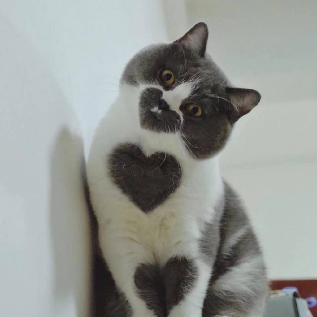 Meet the cat with the perfect heart that has attracted attention on social networks.NgocChau