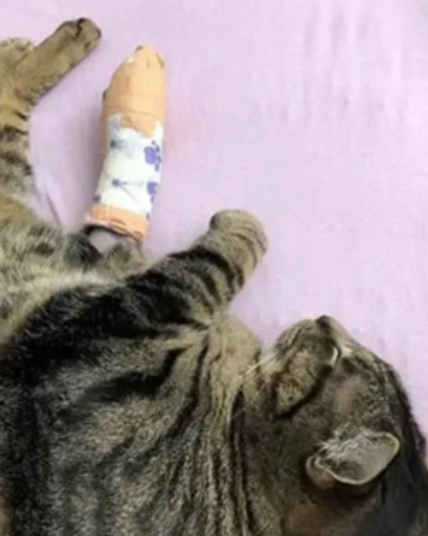 injured cat sleeping