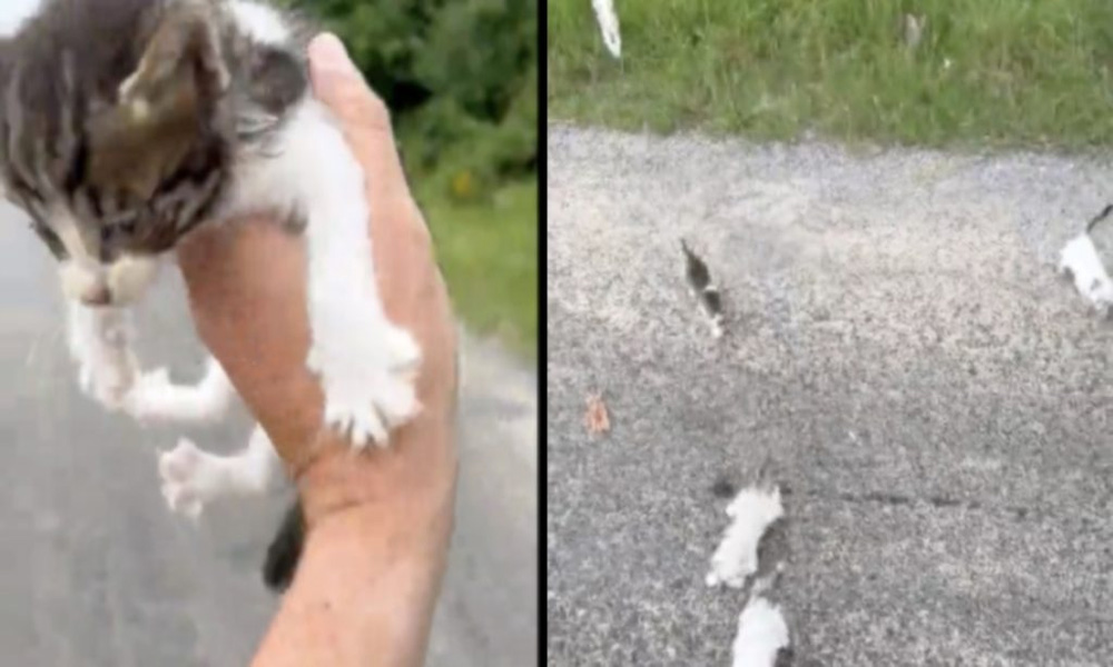 Man Believes He’s Saving A Kitten , Gets Ambushed By An Entire Group Of Them