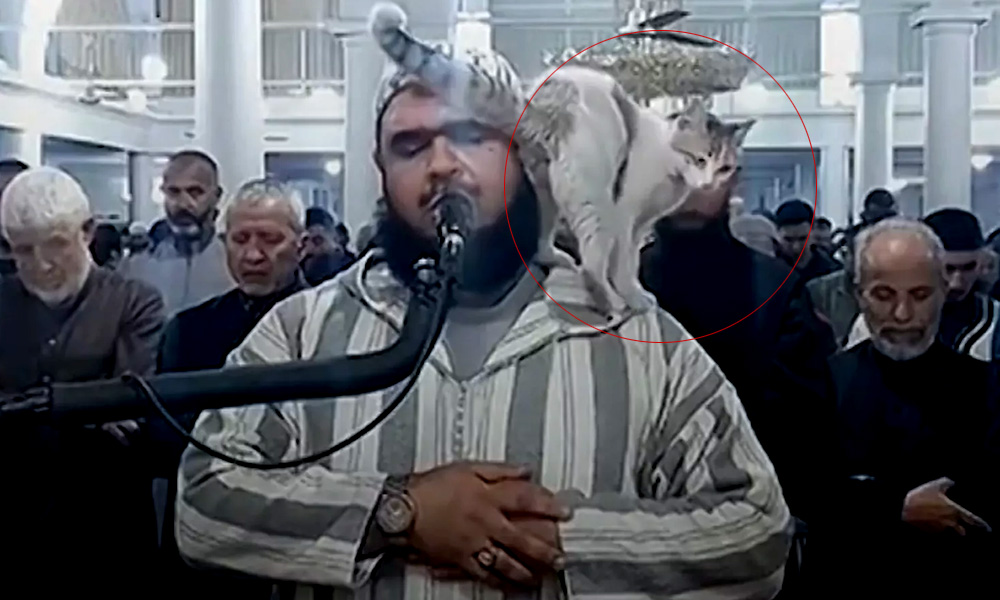 Curious Cat Climbs onto Imam’s Shoulders During Live Broadcast of Ramadan Prayer See!