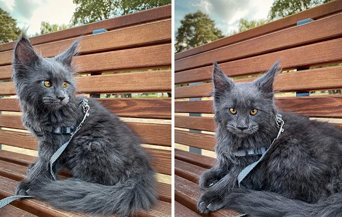 Meet Vincent, A Fluffy Maine Coon Cat That Looks Like A Black Panther And Acts Like A Dog