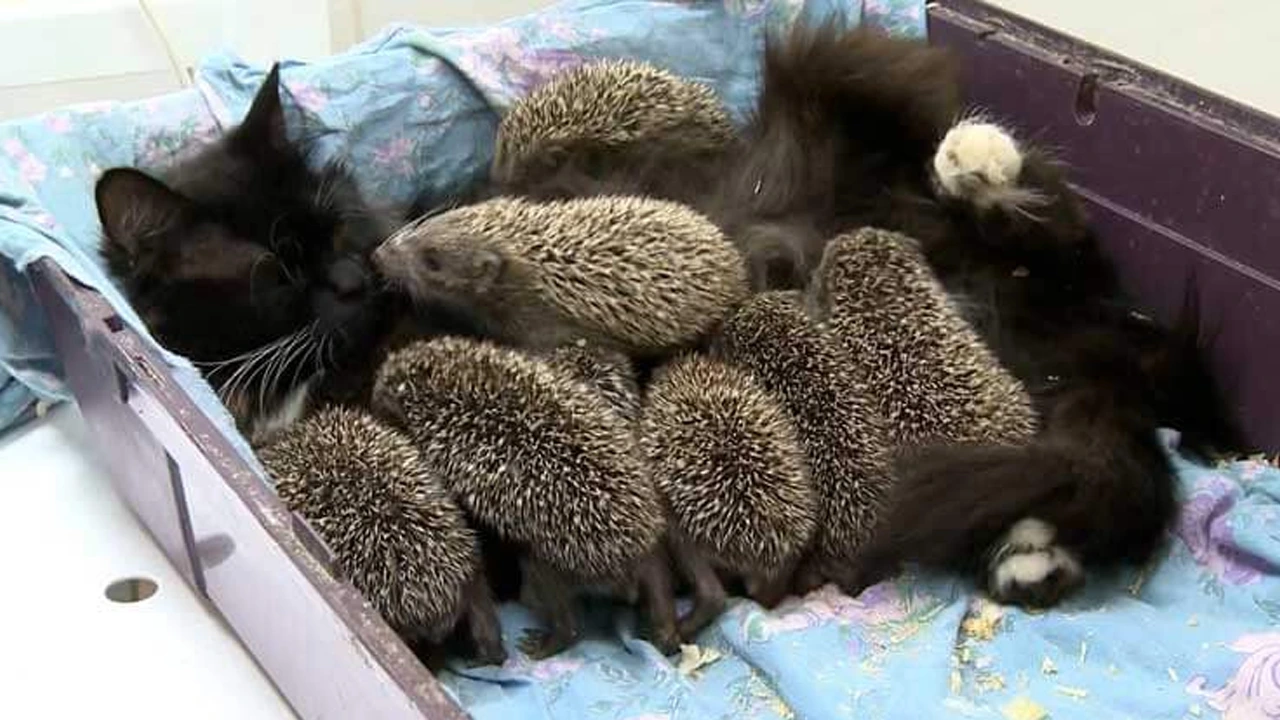 Cat Mother Feeds And Looks After 8 Orphaned Baby Hedgehogs As Her Own