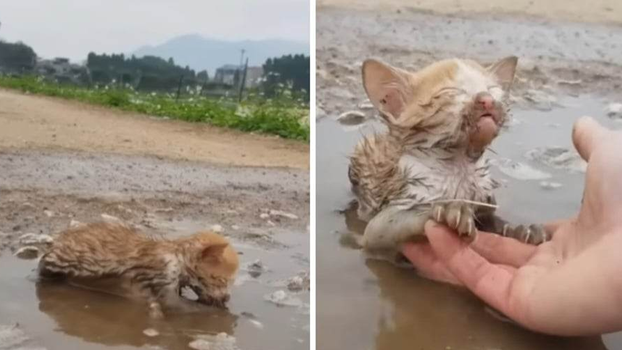 The Weak Pussycat Lay On The Puddle