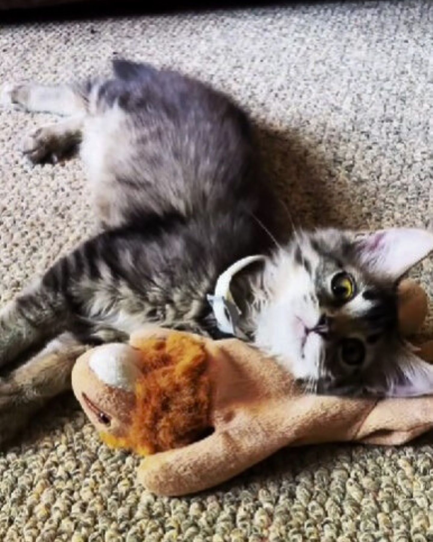 kitten and lion toy