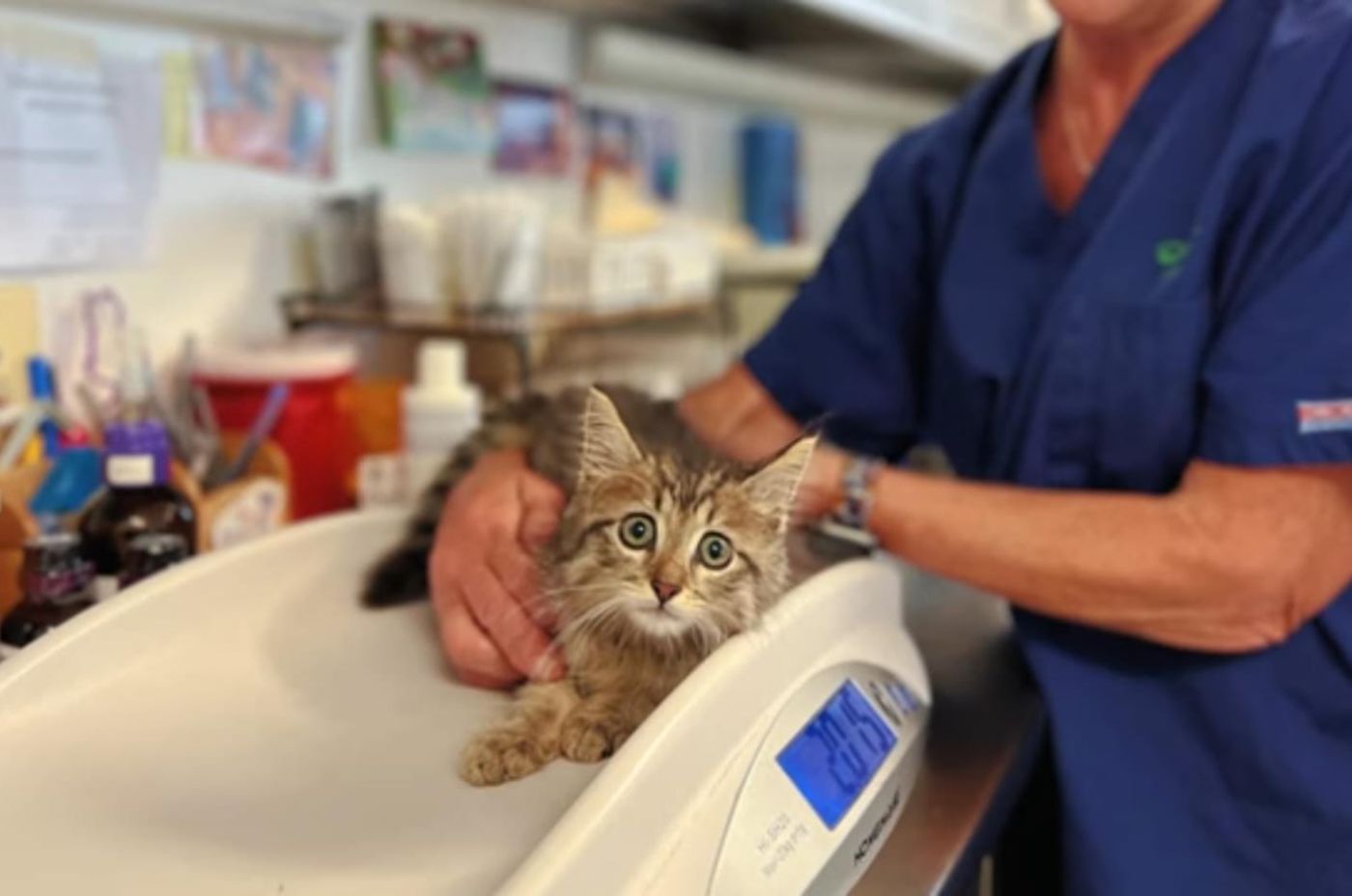 kitten at vets